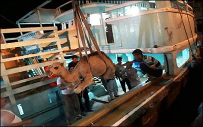 صادرات شتر به کشور قطر از طریق بندرلنگه