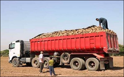 کشاورزان از ناوگان شرکت‌های حمل و نقل مجاز در استان گلستان استفاده کنند