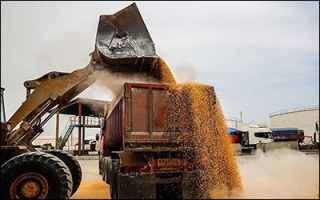 تشریح آخرین وضعیت واردات نهاده های دامی به کشور